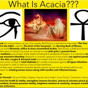 acacia tonic back flyer info final